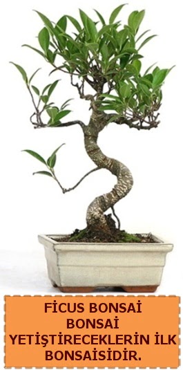 Ficus bonsai 15 ile 25 cm arasndadr  Aksaray iek yolla 