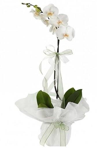 Tekli Beyaz Orkide  Aksaray hediye iek yolla 