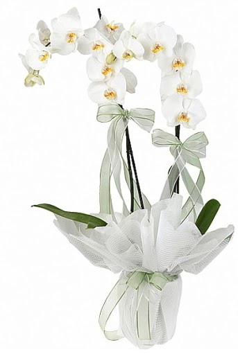 ift Dall Beyaz Orkide  Aksaray anneler gn iek yolla 