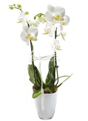 2 dall beyaz seramik beyaz orkide sakss  Aksaray iek gnderme sitemiz gvenlidir 