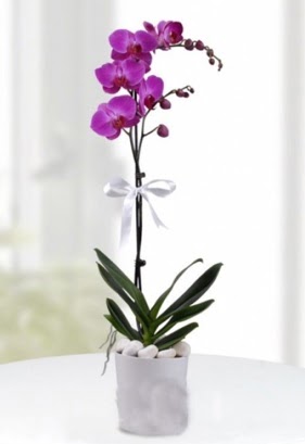 Tek dall saksda mor orkide iei  Aksaray iekiler 