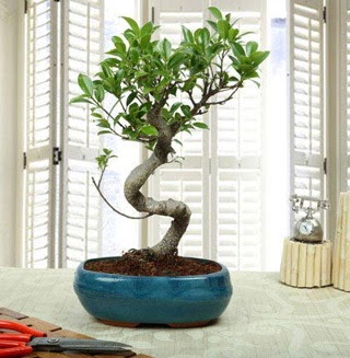 Amazing Bonsai Ficus S thal  Aksaray internetten iek siparii 
