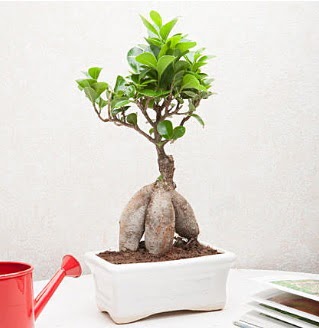 Exotic Ficus Bonsai ginseng  Aksaray iek servisi , ieki adresleri 