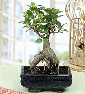 Appealing Ficus Ginseng Bonsai  Aksaray anneler gn iek yolla 