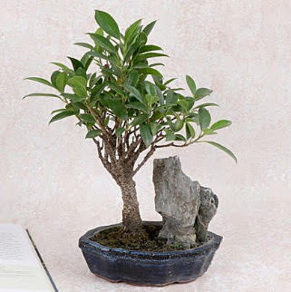 Japon aac Evergreen Ficus Bonsai  Aksaray iek gnderme sitemiz gvenlidir 