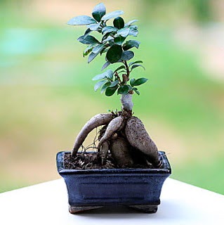 Marvellous Ficus Microcarpa ginseng bonsai  Aksaray iek siparii vermek 