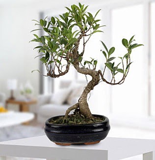 Gorgeous Ficus S shaped japon bonsai  Aksaray yurtii ve yurtd iek siparii 