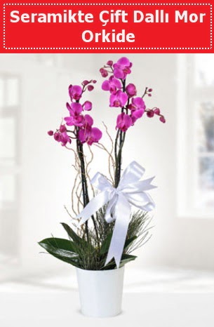 Seramikte Çift Dallı Mor Orkide  Aksaray anneler günü çiçek yolla 