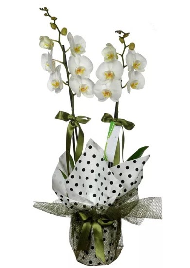ift Dall Beyaz Orkide  Aksaray 14 ubat sevgililer gn iek 