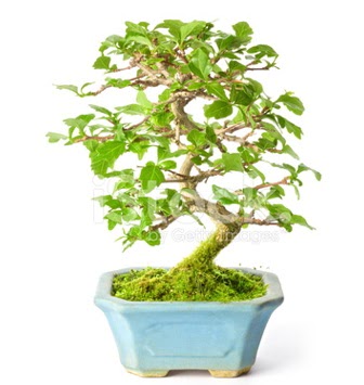 S zerkova bonsai ksa sreliine  Aksaray nternetten iek siparii 