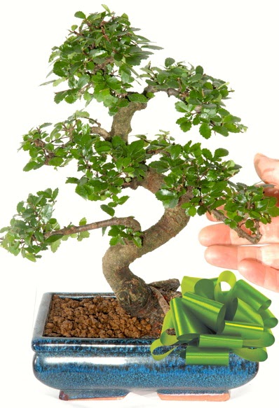 Yaklak 25 cm boyutlarnda S bonsai  Aksaray iek siparii sitesi 