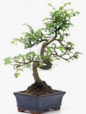 S gvde bonsai minyatr aa japon aac  Aksaray iek sat 