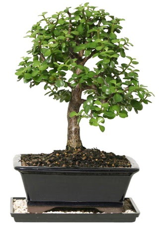 15 cm civar Zerkova bonsai bitkisi  Aksaray iek siparii sitesi 