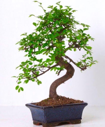 S gvdeli bonsai minyatr aa japon aac  Aksaray iek gnderme sitemiz gvenlidir 