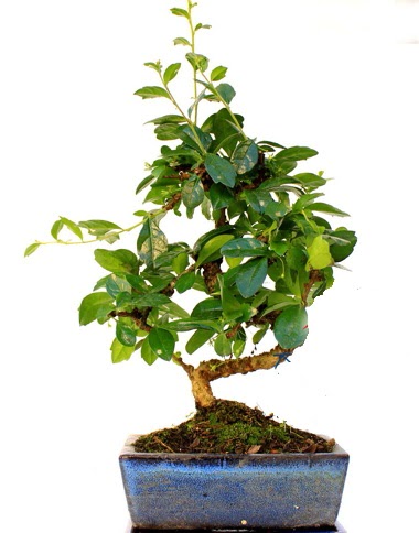 S gvdeli carmina bonsai aac  Aksaray iek yolla  Minyatr aa