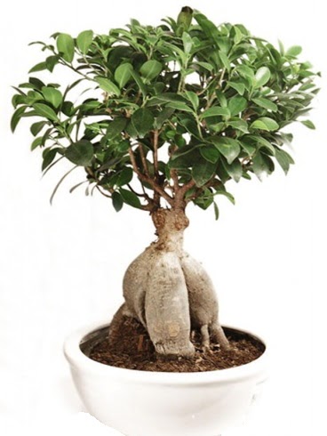 Ginseng bonsai japon aac ficus ginseng  Aksaray nternetten iek siparii 
