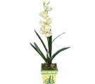 Özel Yapay Orkide Beyaz   Aksaray online çiçekçi , çiçek siparişi 
