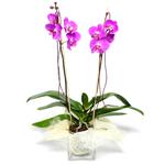  Aksaray çiçek satışı  Cam yada mika vazo içerisinde  1 kök orkide