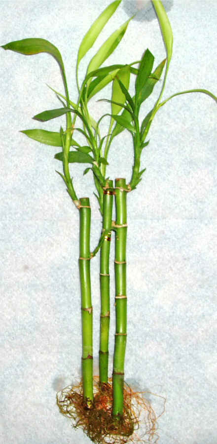 Lucky Bamboo 3 adet vazo hediye edilir   Aksaray cicek , cicekci 