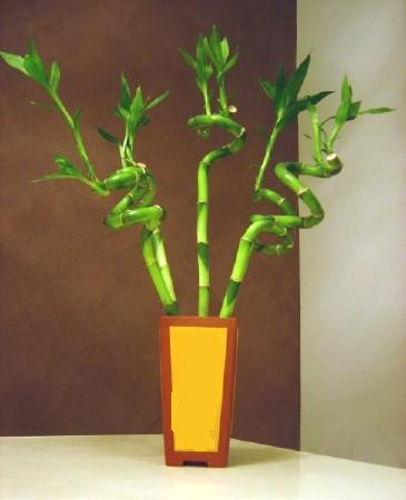 Lucky Bamboo 5 adet vazo ierisinde  Aksaray internetten iek sat 