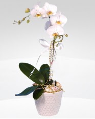 1 dallı orkide saksı çiçeği  Aksaray online çiçekçi , çiçek siparişi 