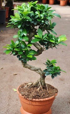 Orta boy bonsai saksı bitkisi  Aksaray internetten çiçek siparişi 