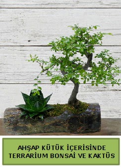 Ahşap kütük bonsai kaktüs teraryum  Aksaray internetten çiçek siparişi 