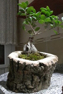 Ahşap kütük içerisinde ginseng bonsai  Aksaray internetten çiçek siparişi 