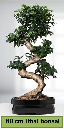 80 cm özel saksıda bonsai bitkisi  Aksaray çiçekçi telefonları 