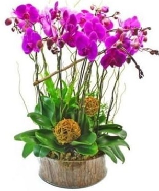 Ahşap kütükte lila mor orkide 8 li  Aksaray internetten çiçek satışı 