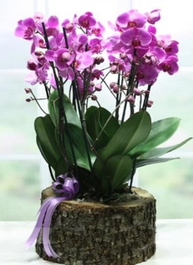 Kütük içerisinde 6 dallı mor orkide  Aksaray ucuz çiçek gönder 