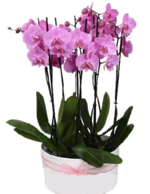 Beyaz seramik içerisinde 7 dallı mor orkide  Aksaray çiçekçi telefonları 
