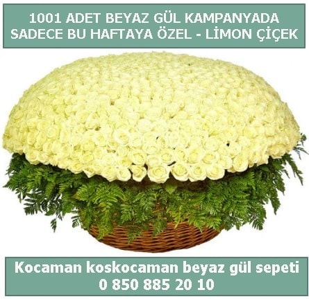 1001 adet beyaz gül sepeti özel kampanyada  Aksaray çiçek gönderme sitemiz güvenlidir 