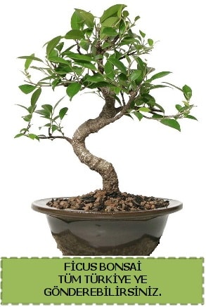 Ficus bonsai  Aksaray çiçek gönderme sitemiz güvenlidir 