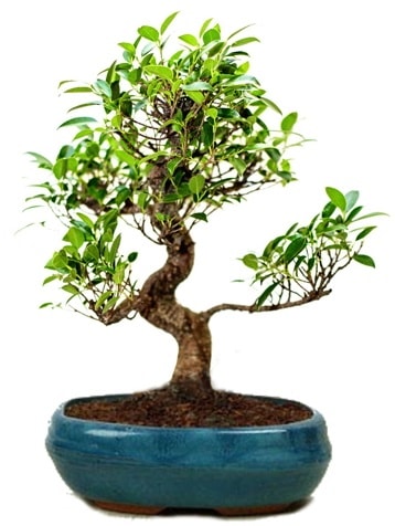 25 cm ile 30 cm aralığında Ficus S bonsai  Aksaray çiçek gönderme sitemiz güvenlidir 